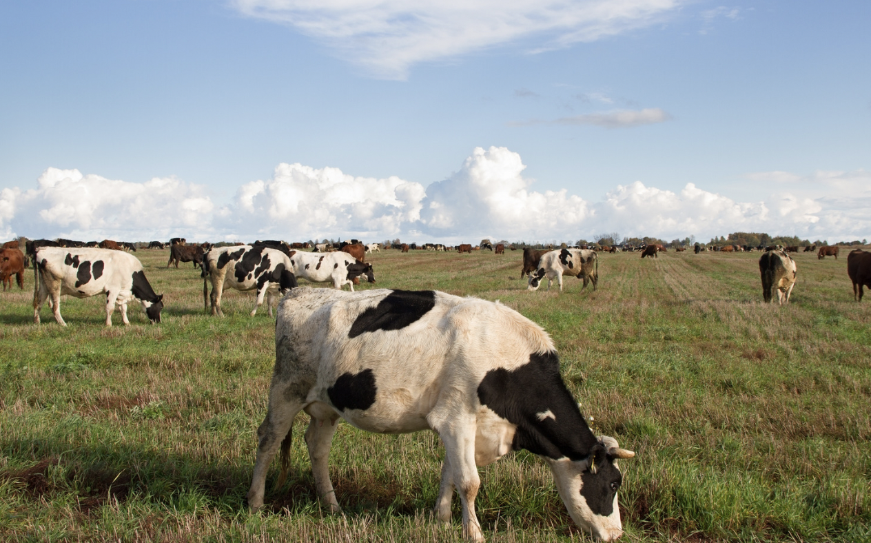 Cover Image for Denmark Implements First-Ever Carbon Tax on Cattle in Historic Food Policy Deal